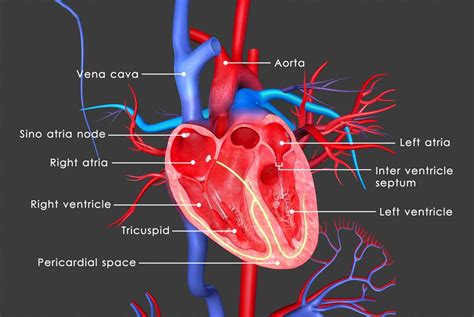View Real Human Heart Diagram And Function Background World Of Images
