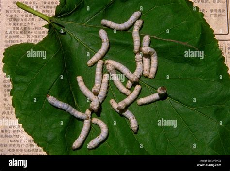 Silkworm Caterpillars Feeding On Mulberry Leaf At Suzhou Embroidery