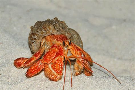 Strawberry Hermit Crab Detailed Guide Care Diet And Breeding
