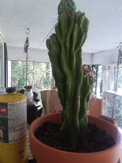 These are the common methods to propagate a the cuttings will eventually start rooting from the cut end and start growing as a new plant. I rescued this cactus. Was twice as big but rotten bottom ...