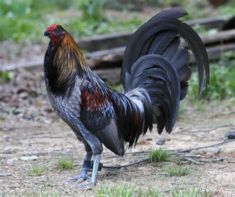 Fotos De Gallos Finos De Distintos Colores Y Razas Imagenes De Gallos