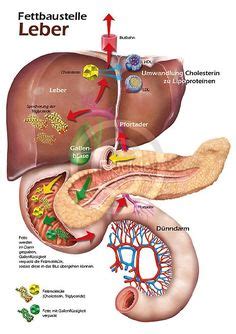Auf der standard gesundheit finden sie aktuelle berichte über krankheiten der inneren organe. Anatomie Mensch, innere Organe Frau und Mann, Ansicht ...