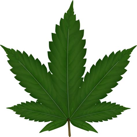 Cannabis Png Transparent Image Download Size 1279x1280px