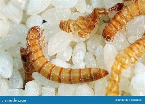 Larva Of Rice Stemborer And Their Symptoms Injure On Paddy Rice In Viet