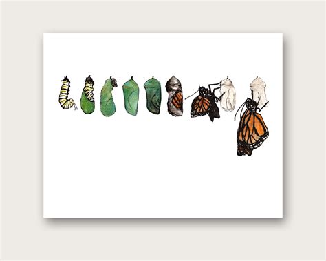 Monarch Butterfly Metamorphosis Art Print Etsy