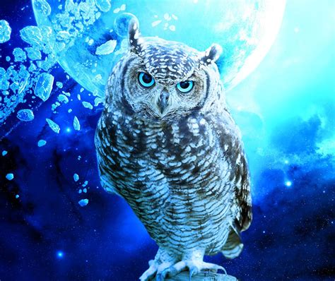 Hình Nền Cú Owl đẹp Top Những Hình Ảnh Đẹp