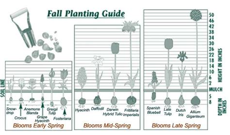 Bulb Planting Guide Planting Bulbs Spring Flowering Bulbs Fall
