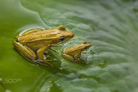 Mom And Kid By Ellena Susanti On 500px Amazing Frog Mom Kid Cute Frogs