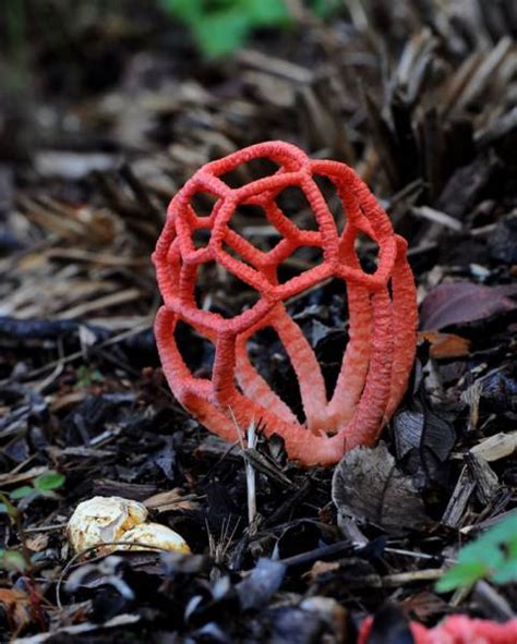 A Fascinating And Colorful World Of Mushrooms 31 Pics