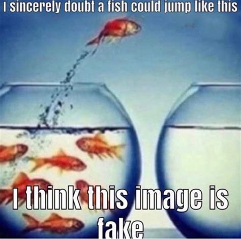 Fish Dont Have Legs So They Cant Jump Rantimeme