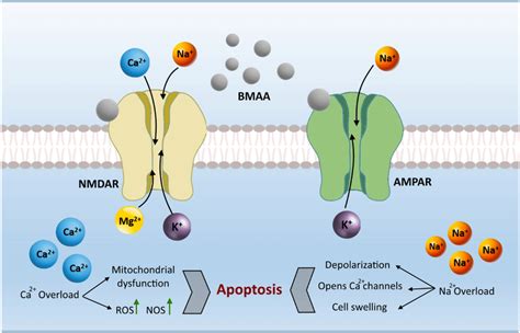 Bmaa Effect On Nmda And Ampa Receptors Bmaa Acts As A Glutamate Download Scientific Diagram