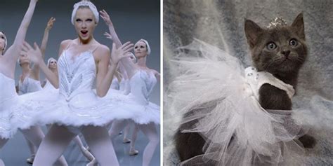 These Taylor Swift Kitten Costumes Are Almost Too Cute For This World