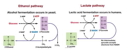 When no oxygen is available, respiration can be performed through fermentation and anaerobic respiration. # 91 Anaerobic respiration - Ethanol and Lactate pathways ...
