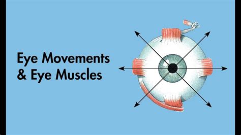 Cardinal Positions Of Gaze Eye Movements And Eye Muscles Cranial
