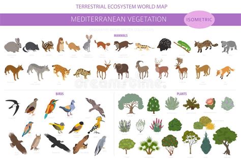 Mediterranean Vegetation Biome Natural Region Infographic Terrestrial