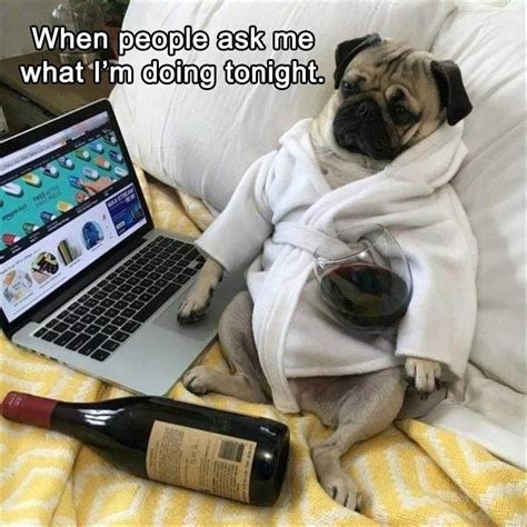 Funny Animal Pictures Of The Day 20 Pics Baby Pugs