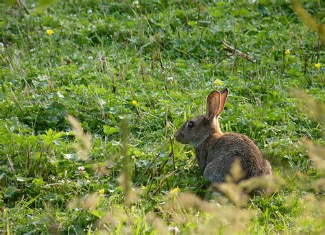 Simple Science: How to Make a Volcano with Kids