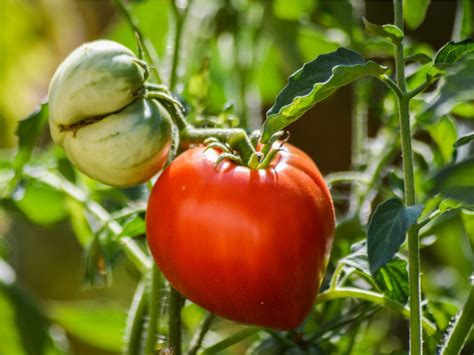 Early Girl Tomato Facts Tips For Growing An Early Girl Tomato Plant