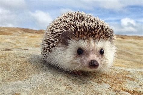 Hedgehog | Passions For Life
