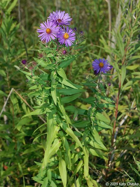 Symphyotrichum Novae Angliae New England Aster Minnesota Wildflowers