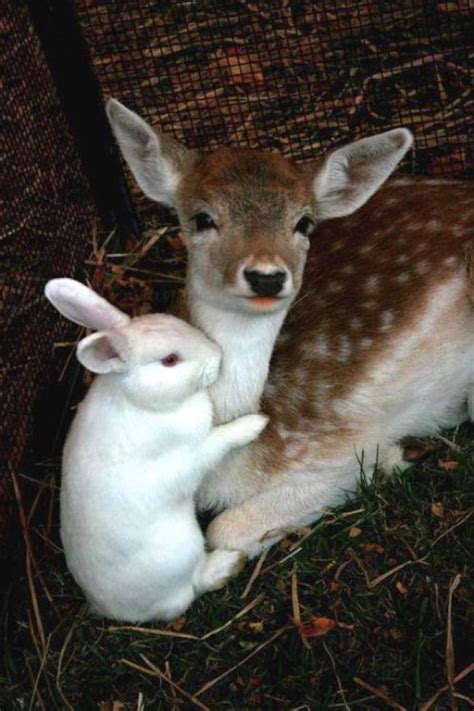 Bunny With A Deer Милые детеныши животных Детеныши животных Товары