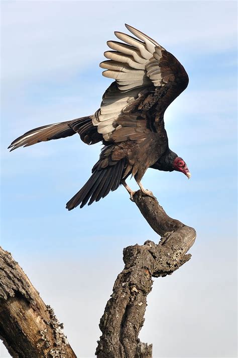 >> turkey vultures average 2 1/2 feet tall with a 6 foot wingspan. Turkey Vulture | Blackland Prairie Raptor Center