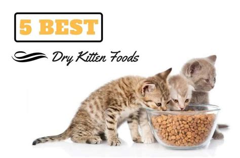 Learn about ibd in cats, including differences between ibd vs. 5 Best Dry Kitten Food Reviews : How To Feed Your Baby Cat ...