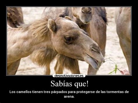 Imágenes Y Carteles De Camellos Desmotivaciones