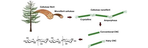 Schematic Representation Of Cellulose Structures From Resources To