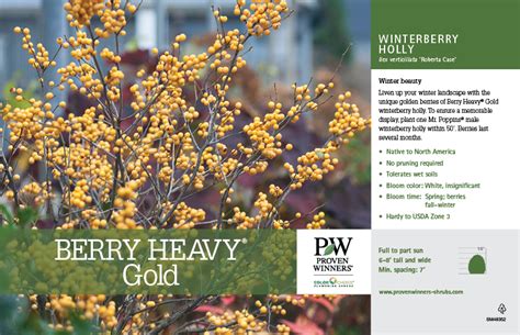 Ilex Berry Heavy Gold Winterberry Holly 11x7 Variety Benchcard