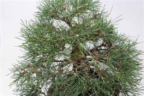 Black Pine Shohin Bonsai Pinus Thunbergii Variant 11 Outdoor Bonsai