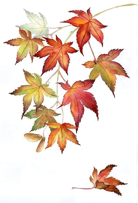 Japanese Maples Watercolor Japanesemaple With Images Maple Leaf