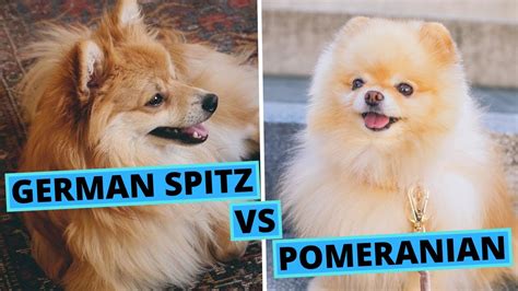 Pomeranian Vs German Spitz Differences And Similarities Breed