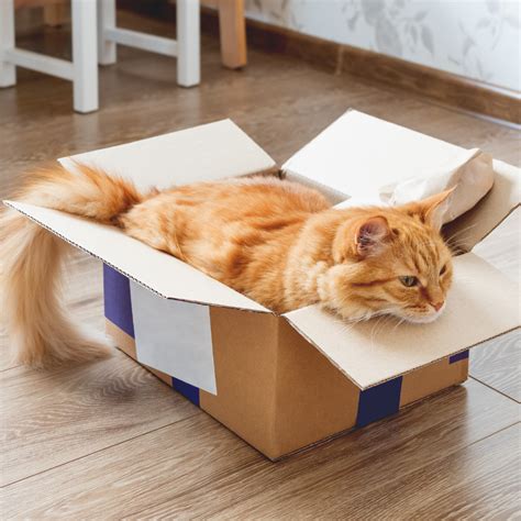 Why Do Cats Love Boxes So Much