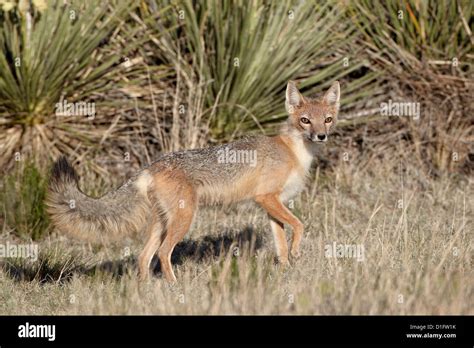Swift Fox Vulpes Velox Vixen Heading Out To Hunt Pawnee National