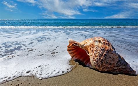 Download Horizon Sea Ocean Beach Nature Shell Hd Wallpaper