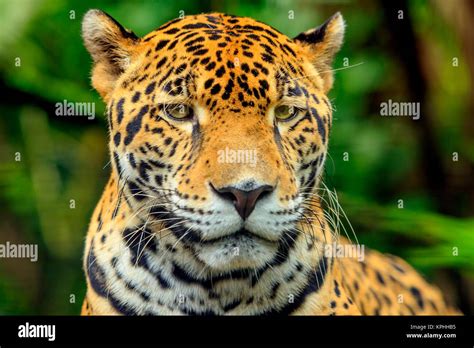 Jaguar Panthera Onca Belize Zoo Near Belize City Belize Stock Photo