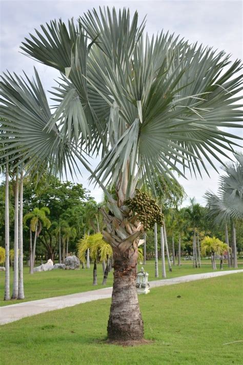 11 Types Of Palm Trees In Florida Florida Trees Palm Tree Types