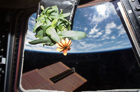 First Flower Grown In Space Or Not Zinnia Blooms Aboard Space