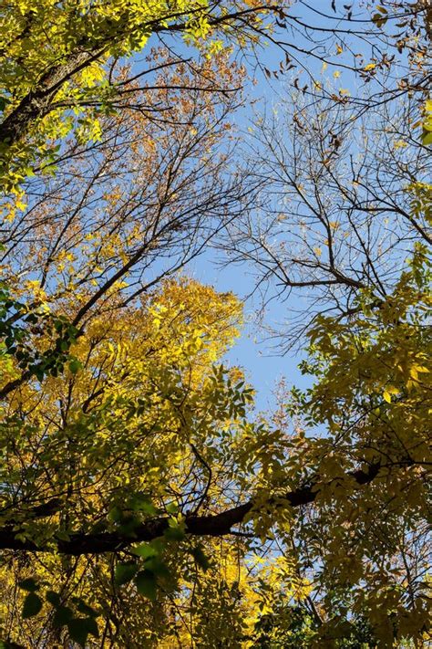 Autumn Trees Against Blue Sky Yellow Autumn Leafs On Blue Sky