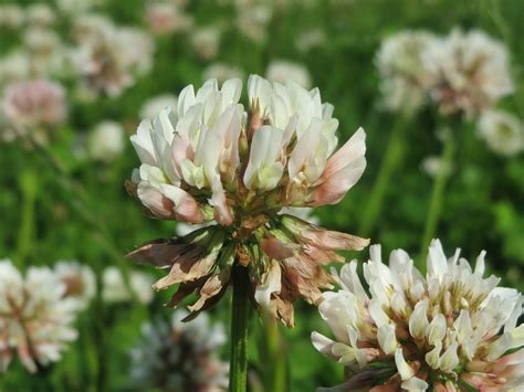 Download Free Photo Of Trifolium Repenswhite Cloverdutch Clovermacro