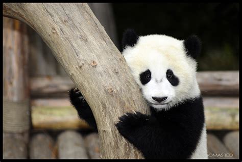 Panda Cub Adorable 1 Year Old Panda Sharing A Rare Quiet M Flickr