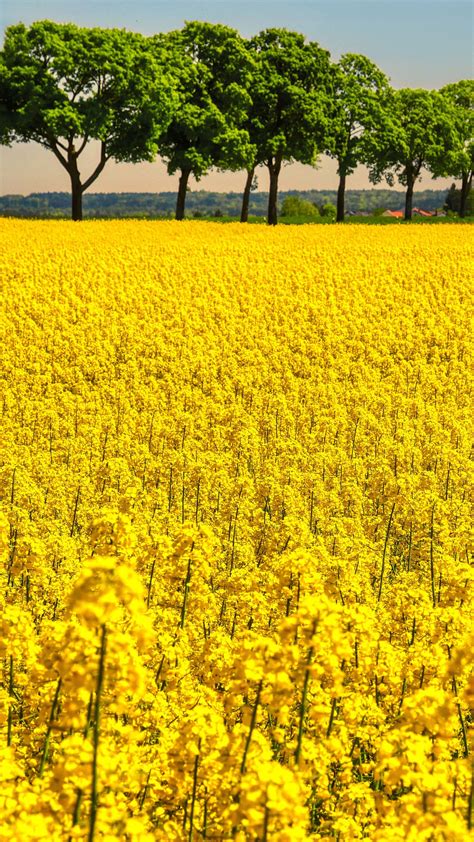 Beautiful Rapeseed Yellow Flowers Field Trees In Blue Sky Background 4k
