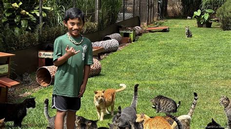 Lanai Cat Sanctuary And Maui Humane Society Partner To House Lahaina