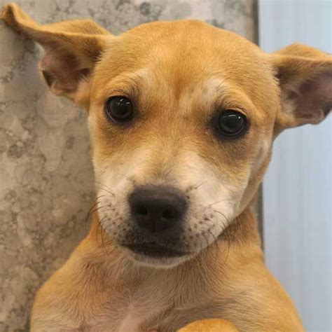 Please note that an approved application does not guarantee that the dog will be placed. Dogs and Puppies for Adoption in San Diego | Puppy ...