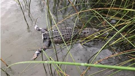 Dead Alligator With Tail Removed Found In Texas Lake Fort Worth Star
