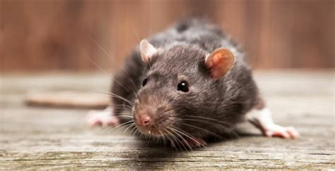Eine maus im haus mag ja noch angehen. Mäuse- oder Rattenbefall: Wie erkennt man, ob die Nager im ...