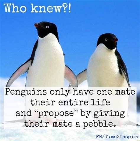 Saying i love you is just a normal part of their day, and they're. Penguin Love Quotes. QuotesGram