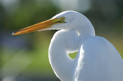 Free Photo White Crane Bird Animal Avian Beak Free Download Jooinn