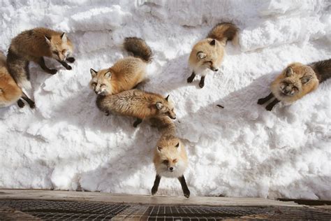 The Ultimate Guide to Zao Fox Village Japan: How to Get ...